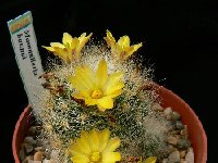 Mammillaria baumii ©JLcoll.2539.JPG